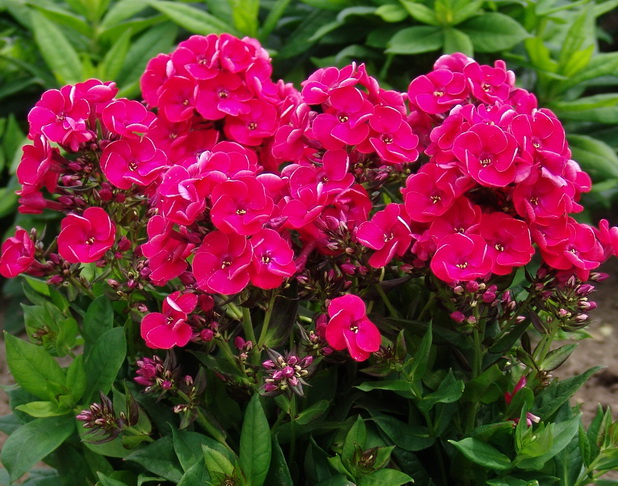 phlox-Strawberry-Daiquiri-i-tsvetuschie-kustarniki-i-rastenia-v-almaty-lfotografii