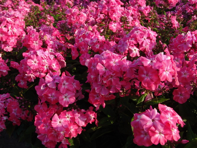 phlox-Watermelon-Punch-i-tsvetuschie-kustarniki-i-rastenia-v-almaty-fotografii