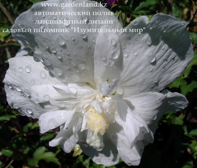 Гибискус сирийский «Белый шифон» HIBISCUS syriacus "White Chiffon"