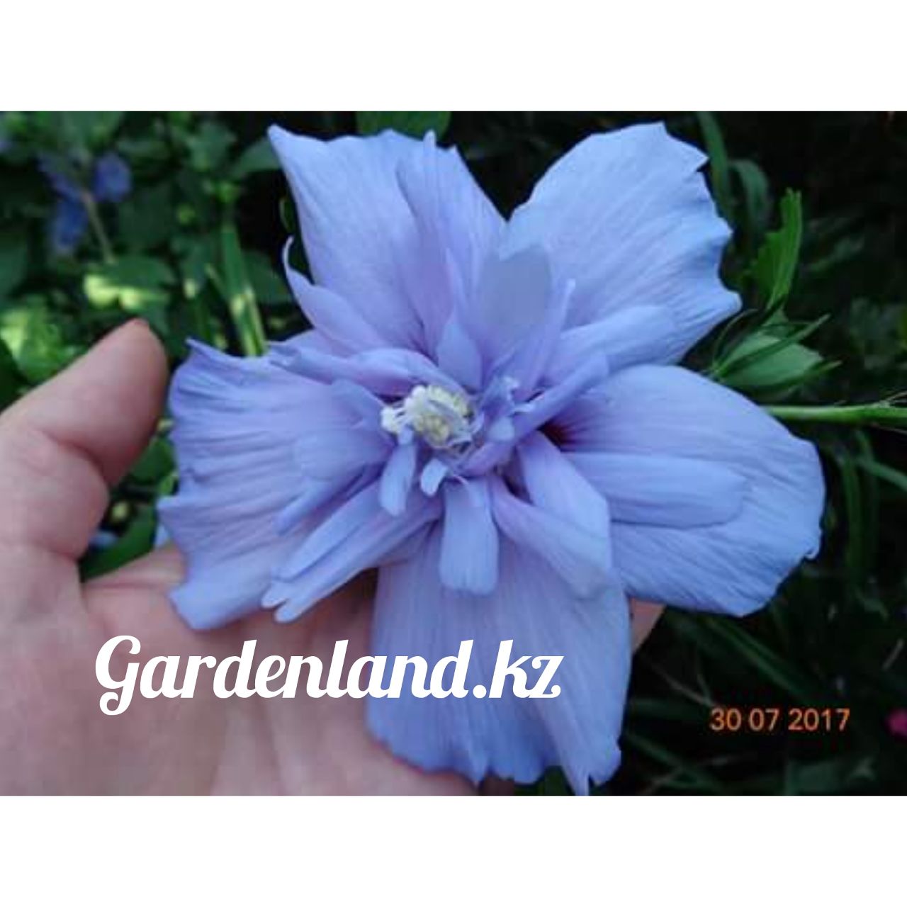 Гибискус сирийкий «Голубой шифон» HIBISCUS syriacus "Blue Chiffon"