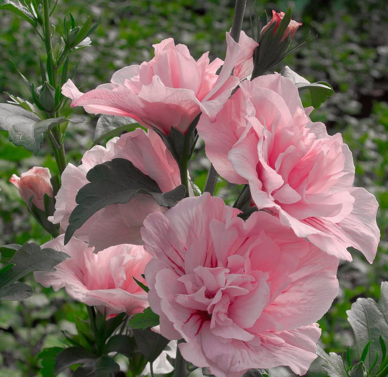 gibiscus-_siriyskiy-_rozovy-_shifon-_v-_almaty-_HIBISCUS-_syriacus-_Pink-_Chiffon