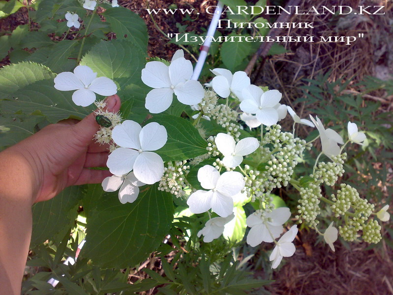 Гортензия метельчатая «Левана». HYDRANGEA paniculata "Levana".  продажа гортензии метельчатой  в Алматы купить  гортензию метельчатою  в Алматы питомник растений в Алматы питомник растений в Казахстане Кустарники для полутени и солнца