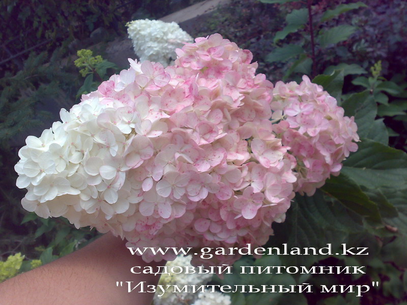 Гортензия метельчатая «Клубничная ваниль». HYDRANGEA paniculata "Vanille-Fraise". gortenzia_metelchatay_v_cvetu_Almaty Гортензия метельчатая «Клубничная ваниль». HYDRANGEA paniculata "Vanille-Fraise".