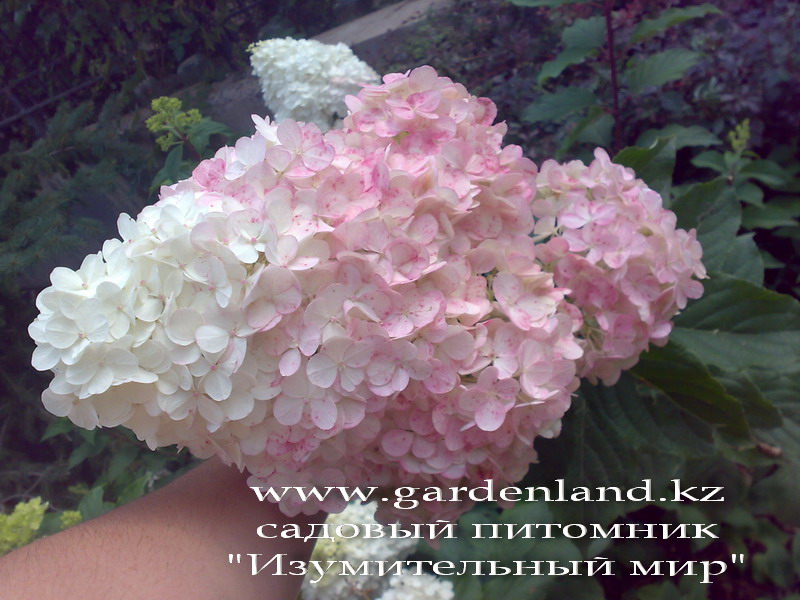 gortenzia_metelchatay_v_cvetu_Almaty Гортензия метельчатая «Клубничная ваниль». HYDRANGEA paniculata "Vanille-Fraise". 