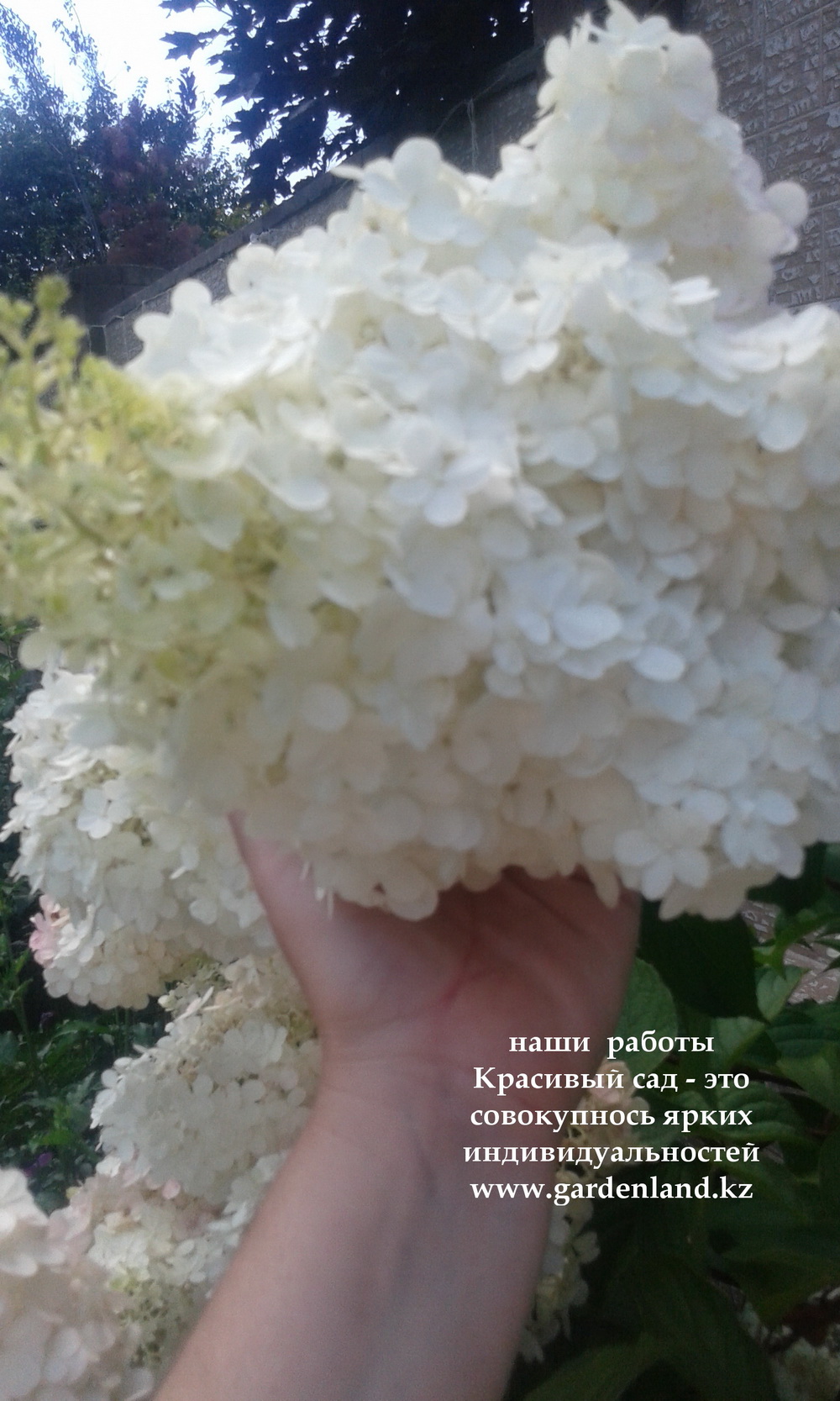 gortenzia_metelchatay_kak_zastavit_cvesti_Almaty