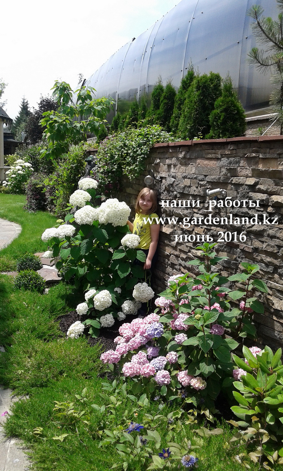 gorteziy_drevovidnay_v_sadu almaty