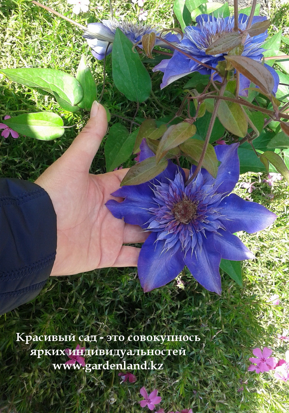 klematisy_v_almaty_dizayn_sada_photo