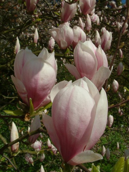 MAGNOLIA soulangeana - магнолия суланжа. 