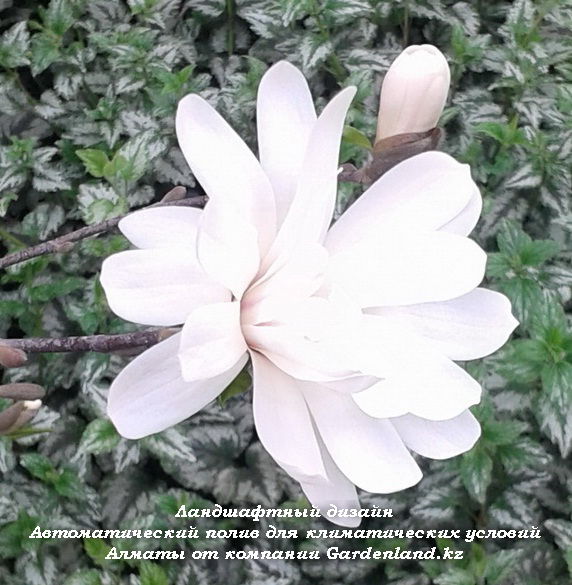  Magnolia 'Royal Star' v Almaty